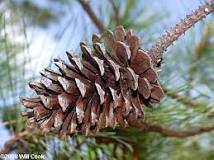 <p><span>3 to 6 inches long, red-brown, and has a hard, dry texture with prickly scales.</span></p>