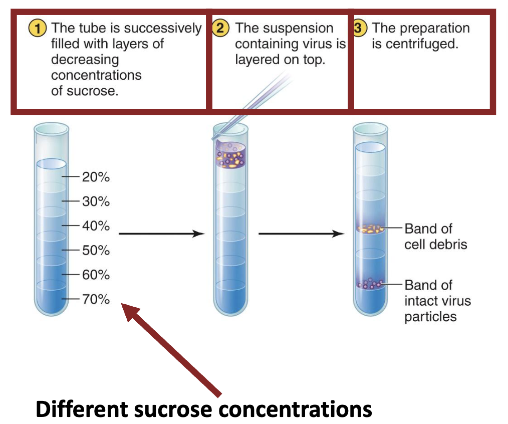 <ul><li><p>Depends on different <strong><em>densities</em></strong> of viral components and particles</p></li><li><p>Each piece of different density will settle into a different area (<strong><em>“band”</em></strong>) of a density gradient after centrifugation (see the Mini-Paper in this chapter for an example of this useful technique).</p></li></ul><p></p>