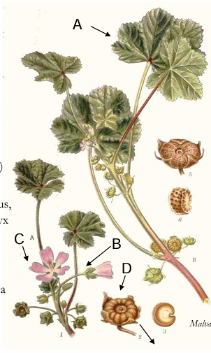 term image