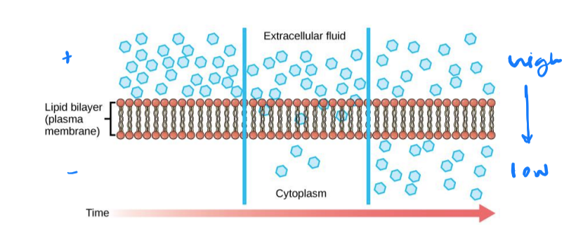 <p>ability to do work</p><ul><li><p>objects in motion have kinetic energy</p></li><li><p>objects that have the potential to move have potential energy</p></li></ul><p></p>