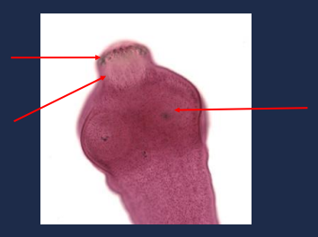 State the name of the upper left portion of the picture