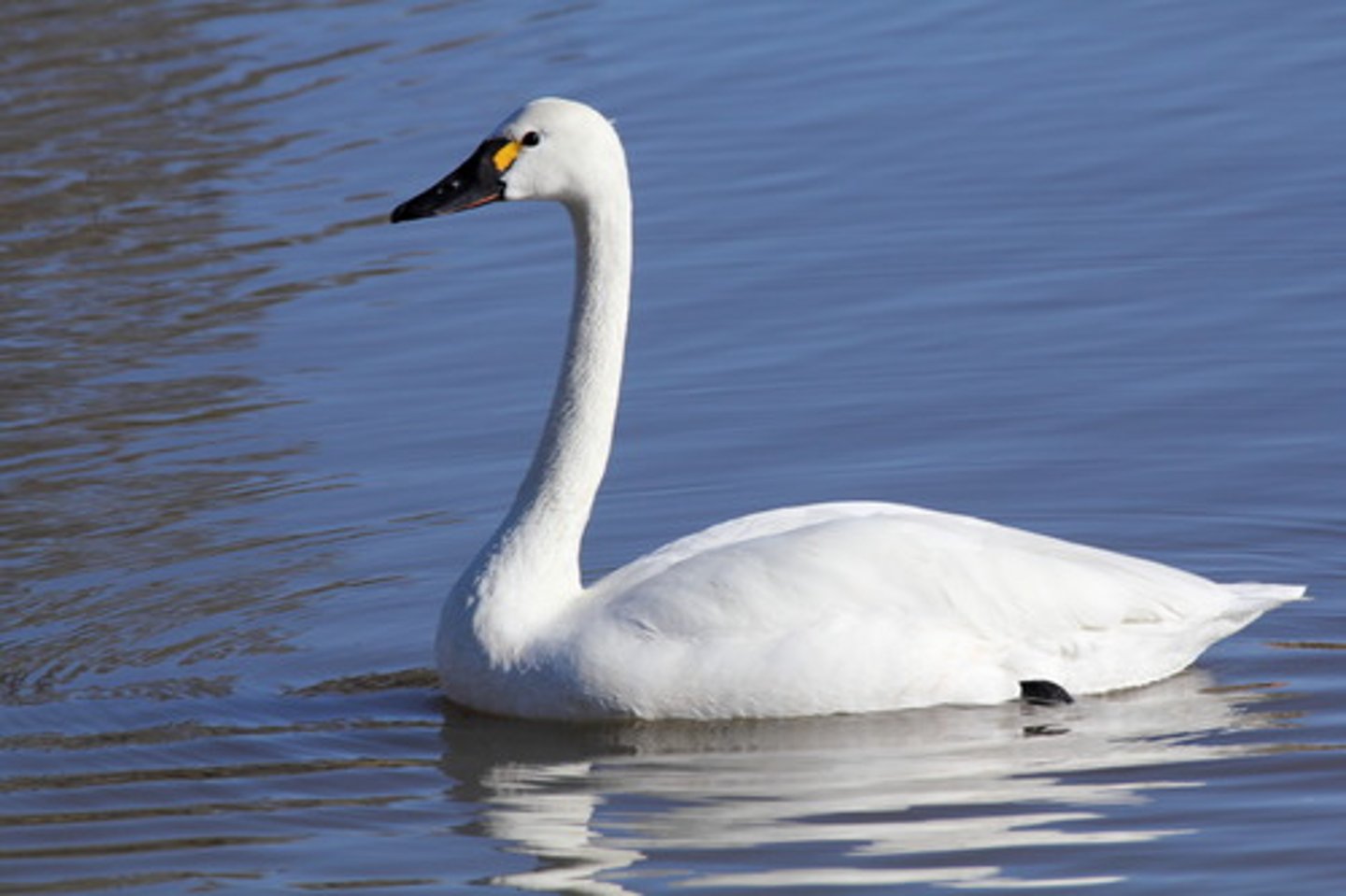 <ul><li><p><span style="background-color: transparent;">yellow under eye, over water nesters (create their own island for nesting), largest/biggest sp of waterfowl;</span></p></li></ul><p></p>