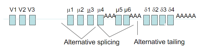 <p><strong>B-Cell Differentiation</strong></p><p><strong>Alternative splicing and cleavage at 3’-ends</strong> leads to <strong>selection of <u>IgM or IgD </u>immunoglobulin production</strong></p><ul><li><p>Initially: IgM, membrane-bound</p></li><li><p>After antigen selection: gradually switches to IgD on cell surface, IgM secreted</p></li></ul><p>a) true</p><p>b) false</p>