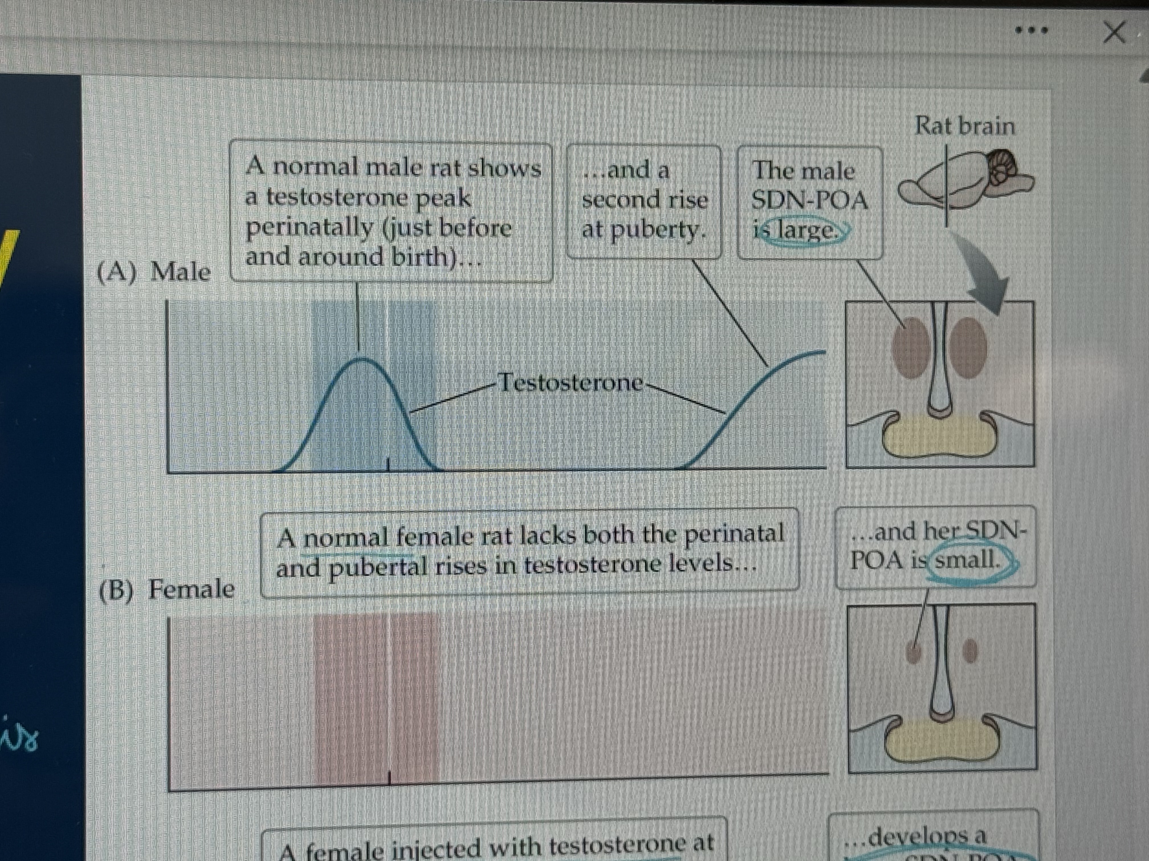<p>it makes it larger, which is why male’s are bigger</p>