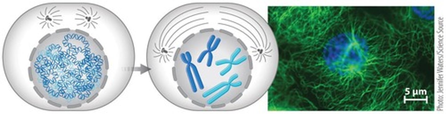 <p>Prophase, Prometaphase, Metaphase, Anaphase, and Telophase.</p>