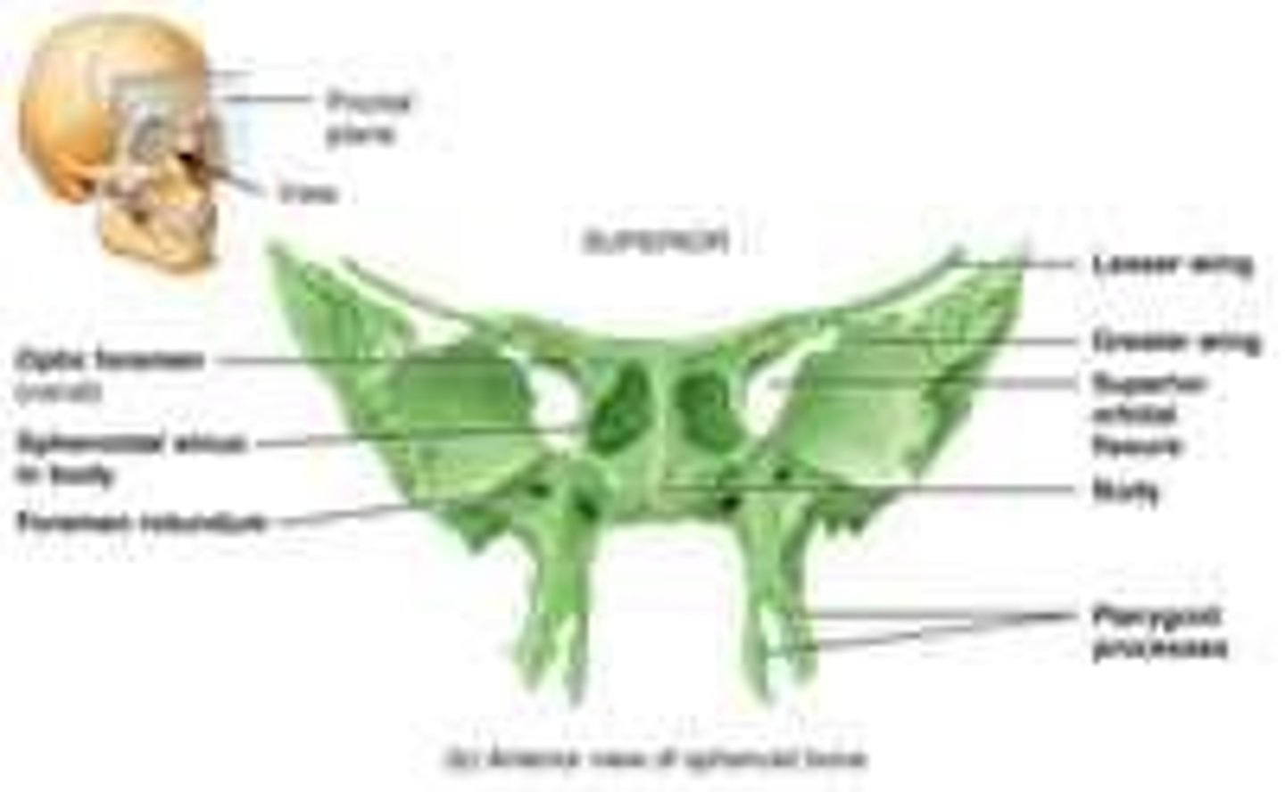 <p>Butterfly-shaped bone at the base of the skull.</p><p>Articulates with all other cranial bones, holding them together • Forms part of floor, sidewalls, and rear wall of orbit</p>