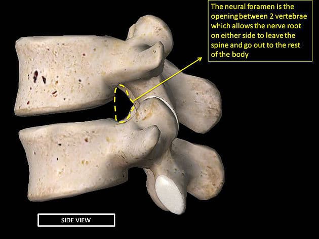 <p><span><span>a small, hollow opening located between adjacent vertebrae on both sides of the spinal column</span></span></p>