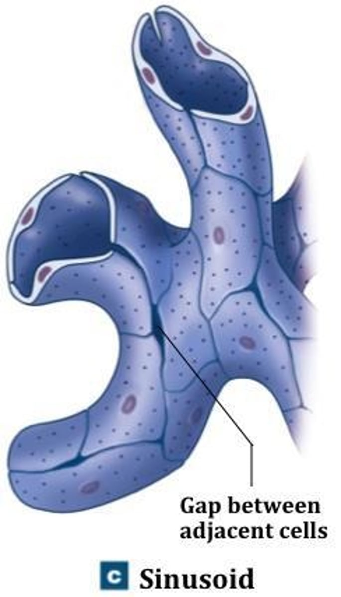 <p>Capillaries with wide gaps between endothelial cells, allowing free exchange of water and large plasma proteins, found in the liver and spleen.</p>
