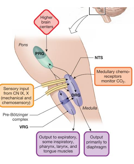 <ol><li><p>the PRG innervates both DRG and VRG</p></li><li><p>Output from the DRG goes via the phrenic nerves to the diaphragm and via the intercostal nerves to the intercostal muscles. </p></li><li><p>The NTS receives sensory information from peripheral chemo- and mechanoreceptors through the vagus and glossopharyngeal nerves. </p></li><li><p>Respiratory neurons in the pons receive sensory information from the DRG and in turn influence the initiation and termination of inspiration. </p></li><li><p>The VRG, contians the pre-Bötzinger complex, which contains spontaneously firing neurons that may act as the basic pacemaker for the respiratory rhythm.</p></li><li><p>nerve fibers from the VRG innervate muscles of the larynx, pharynx, and tongue to keep the upper airways open during breathing.</p></li></ol><p></p>