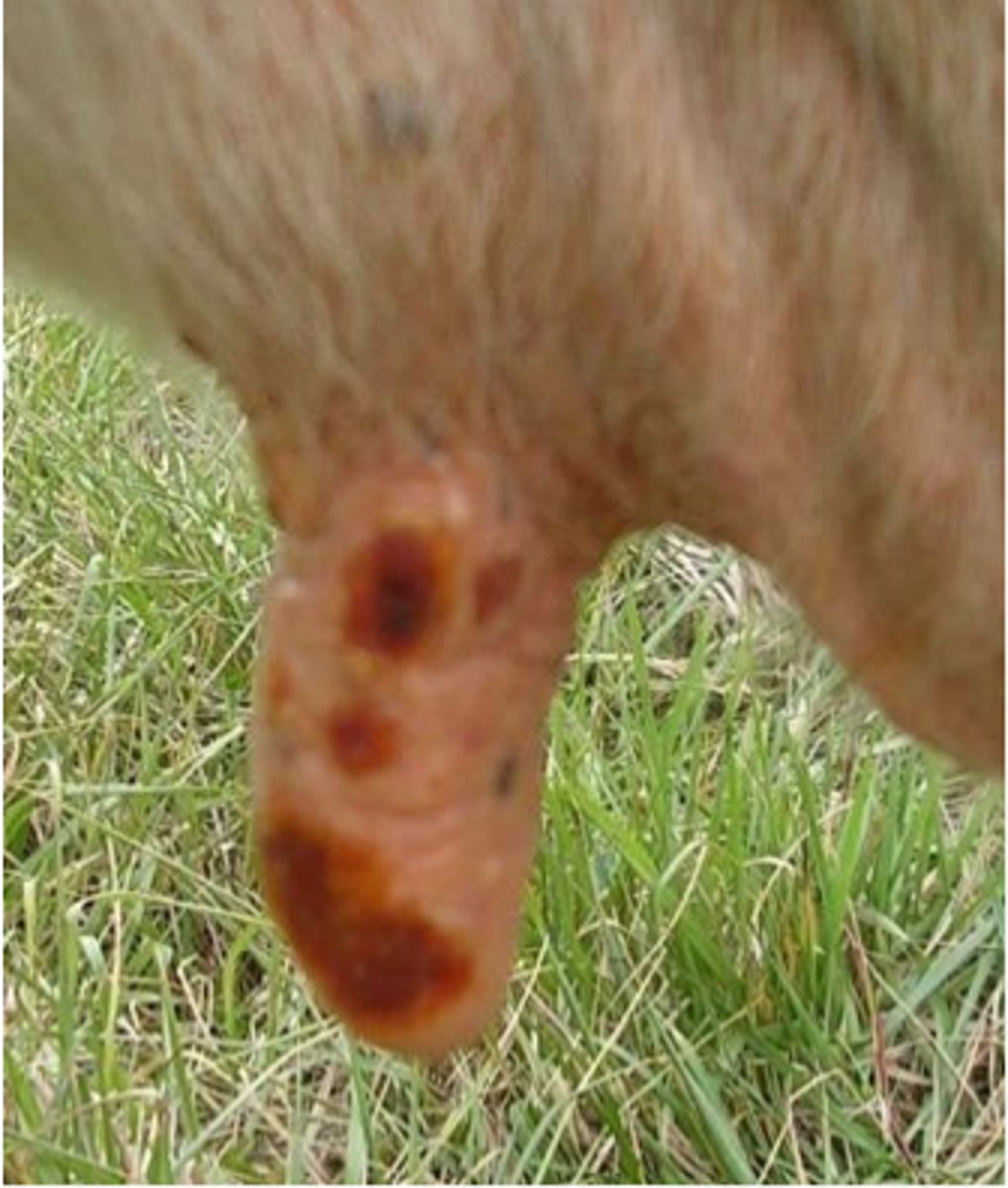 <p>A cow presents with these vesicles on teats that are leathery in texture. What is this and how long will it take to heal?</p>