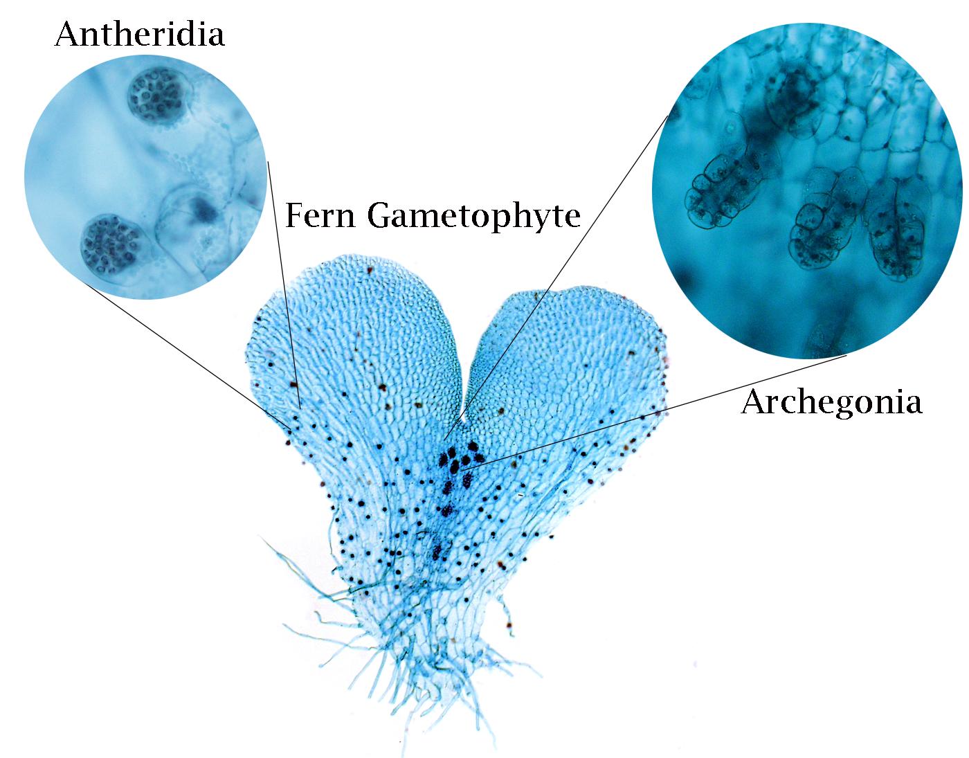 <p>antheridia</p>