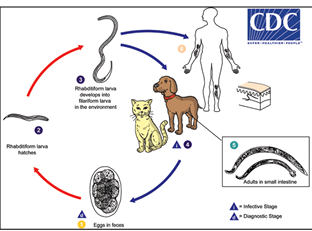 <p>Cats &amp; dogs shed eggs in feces in environment</p><p> Eggs hatch &amp; larvae molt into infective stage.</p><p>Infective larvae penetrate exposed human skin=accidental &amp; dead-end hosts</p>