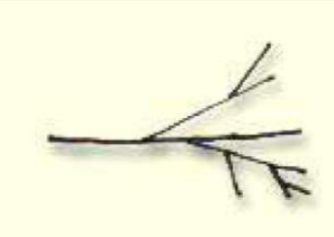 <p>Branch</p>