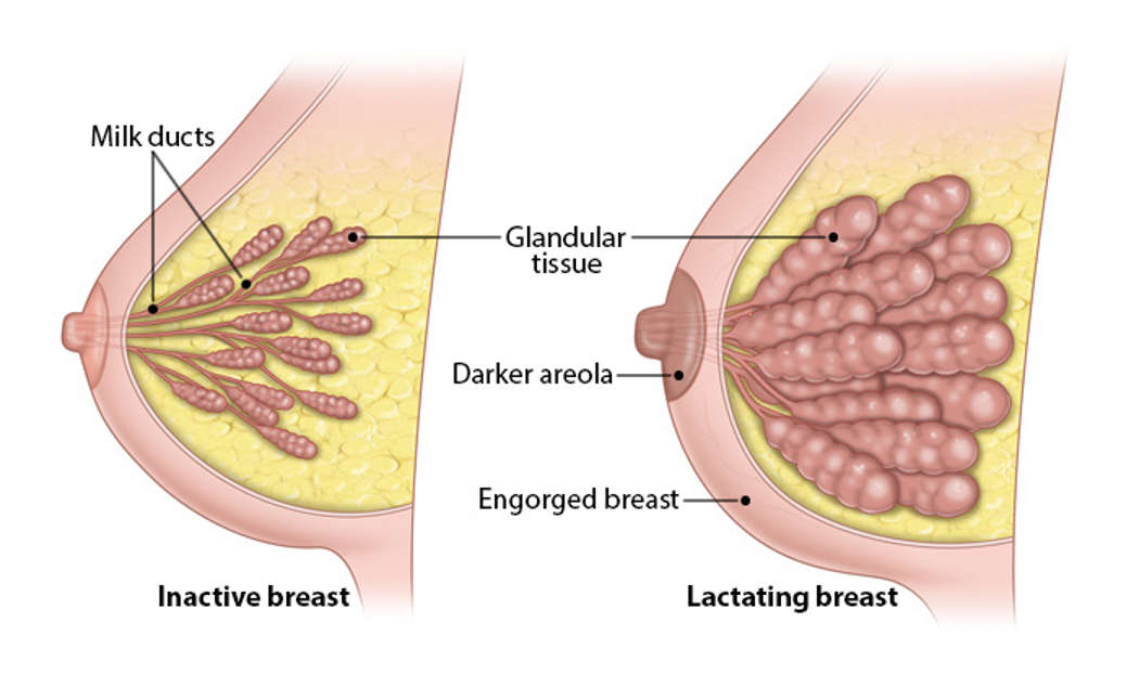 <ul><li><p>grow in response to <strong>placental</strong> hormones</p></li><li><p>areola and nipple become darker in response to melanocyte-stimulating hormone MSH</p></li></ul><p></p>