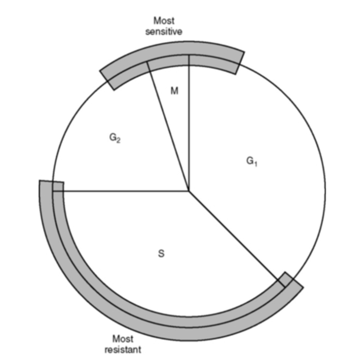 <p>S phase</p>