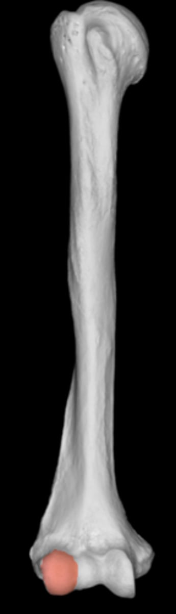 <p>think circle</p><p>articulates with the radius</p>