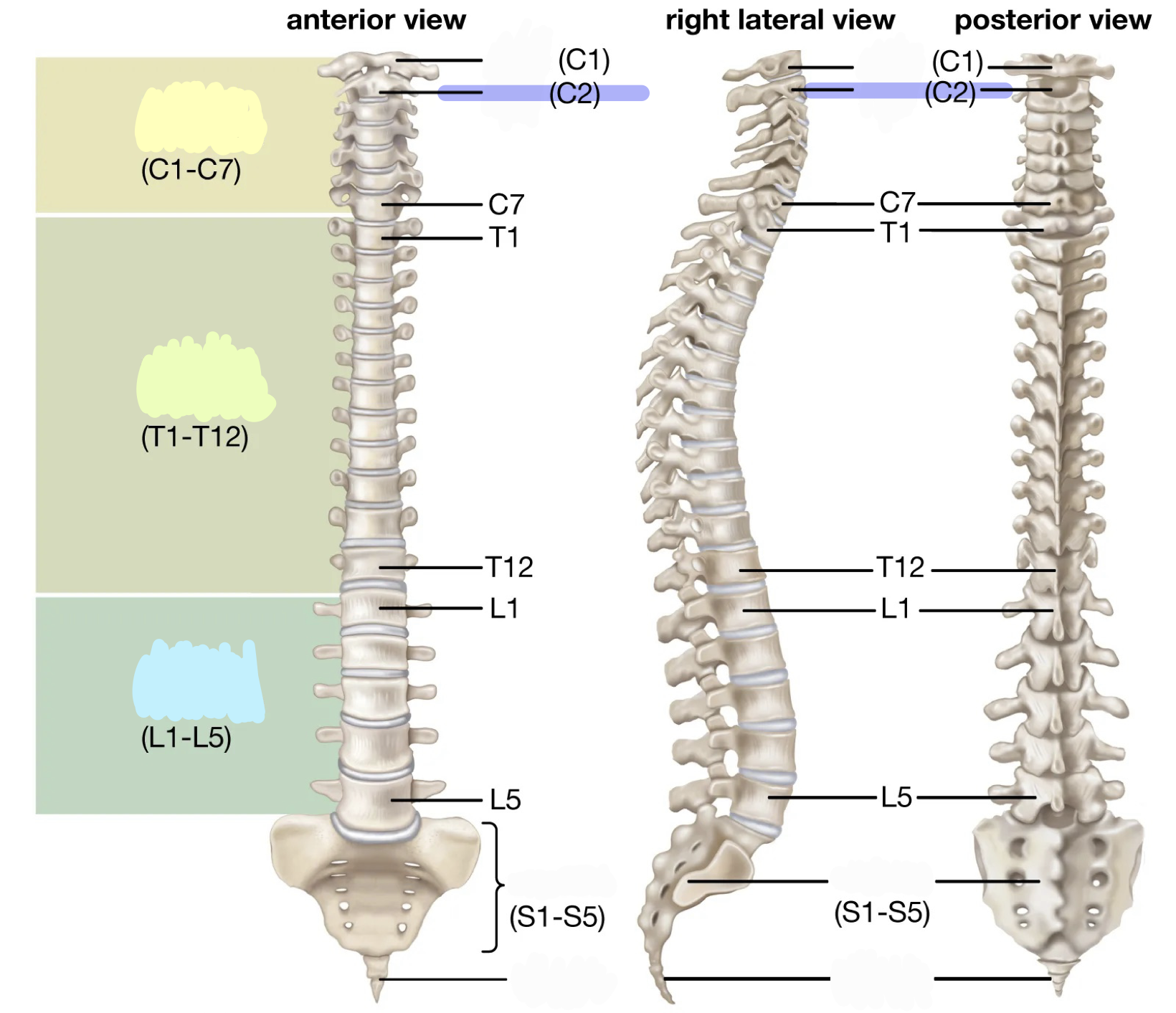 <p>C2; odontoid process/ dens</p>