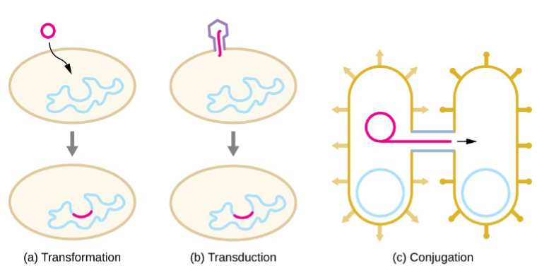 <ul><li><p>Genetic Recombination: combining of DNA from 2 sources</p><ul><li><p>Transformation</p></li><li><p>Transduction</p></li><li><p>Conjugation</p></li><li><p>Horizontal gene transfer</p></li></ul></li></ul>