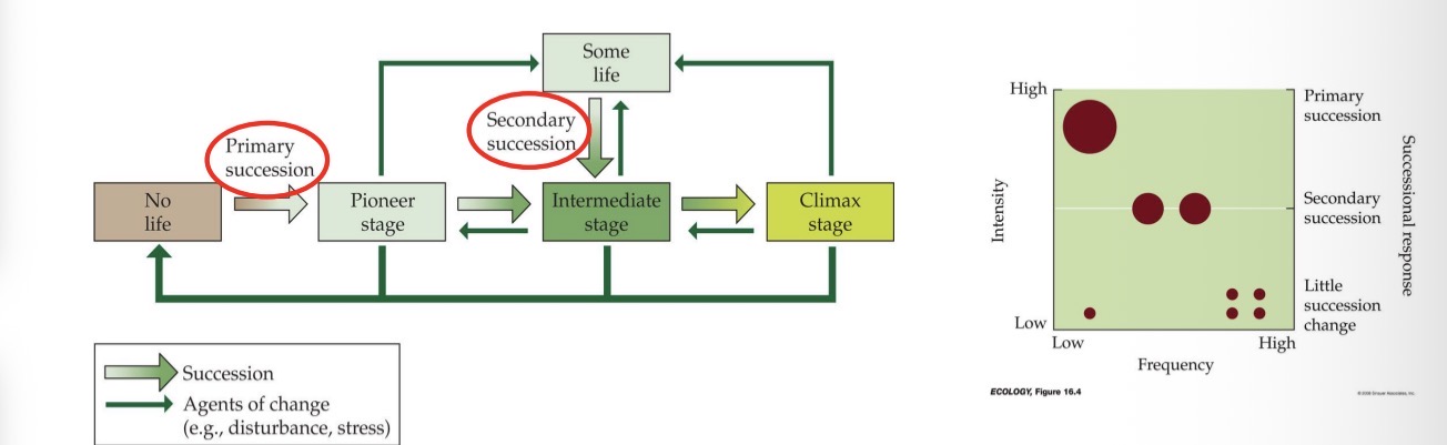 <ul><li><p>which stage a community is set back, and thus, whether primary or secondary succession occurs.</p></li><li><p>Ex. Forest, big storm goes through, takes down 90% of the trees, insects and animals die. But you are not going back to zero, when rebuilding you are still starting from an established community → secondary succession</p></li><li><p>Little and medium size disturbances are frequent→ kill some life but not everyone → secondary succession</p></li><li><p>Much less frequently → volcano erupts or hurricane (once in lifetime event) → kills everyone → primary succession</p></li></ul><p></p>