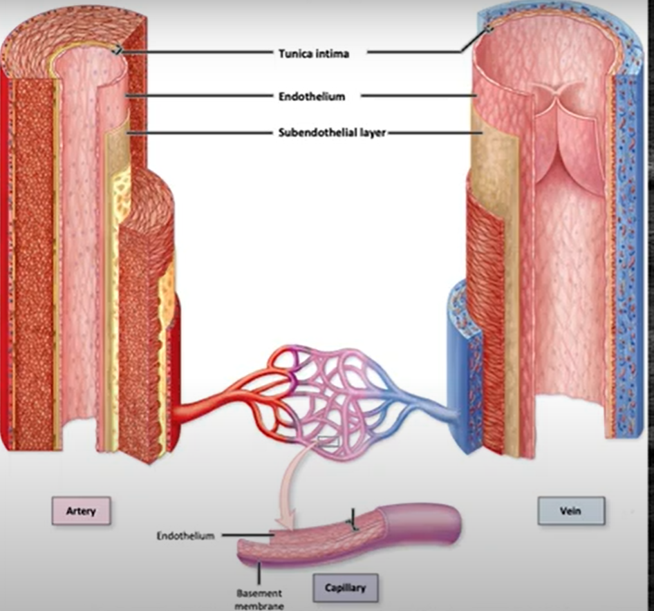 <p>-inner most BV layer</p><p>-closest to tunic</p><p>-endothelium of simple squamous endothelium </p><p>-subendothelial layer of areolar CT</p>