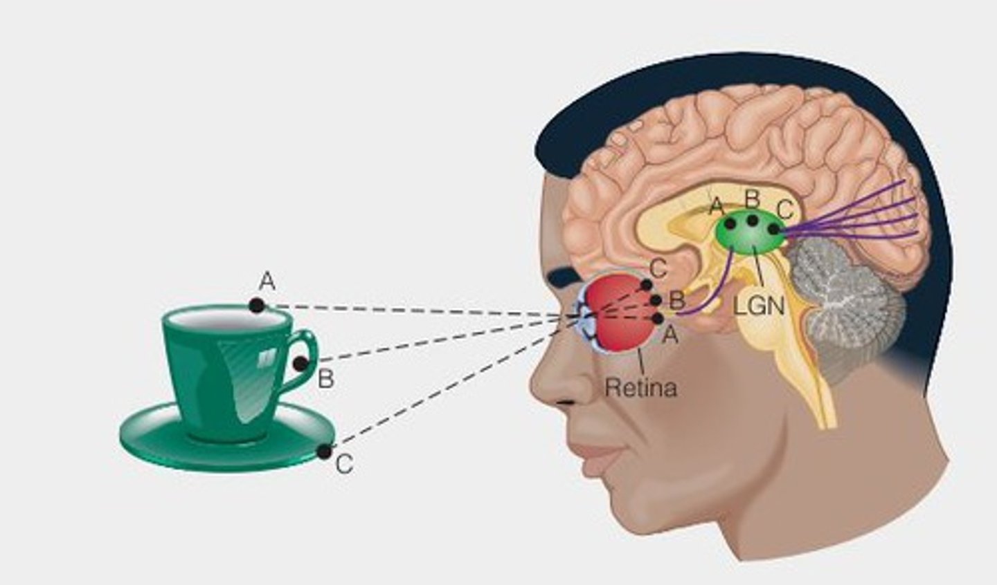 <p>the retinal image in the neurons of the primary visual cortex</p>