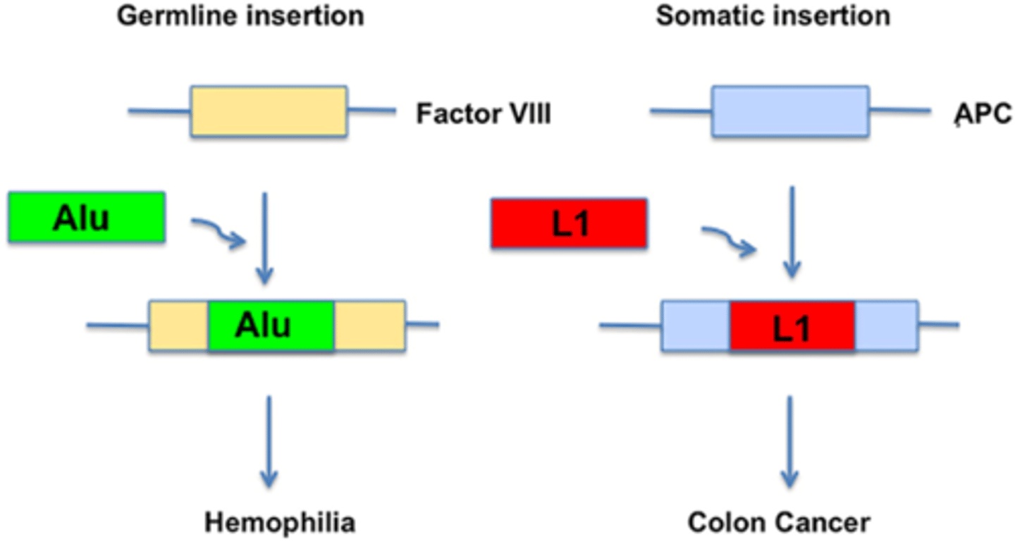 <p>afhankelijk van de plek van de insertie van het retrotransposon in het genoom, het celtype en het type transposon kan het bijdragen tot de genetische variabiliteit.</p><p>het kan leiden...</p><p>Tot de bevordering van homologe recombinatie dat kan leiden tot exonshuffling of exonduplicatie (wordt duidelijk volgend hoofdstuk)</p><p>Tot de inactivatie van een gen:</p><p>Hemofilie is het effect van een retrotranspositie, alu repeat is geinsereerd in factor 7 in de geslachtscellen</p><p>->erfelijke bloedstollingsziekte: hemofilie</p><p>Als je L1 insereert in het APC gen krijg je darmkanker omdat het gen niet meer actief is</p>