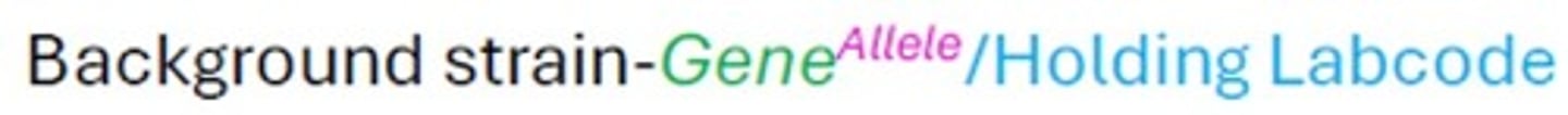 <p>Spontaneous or non targeted mutation</p>