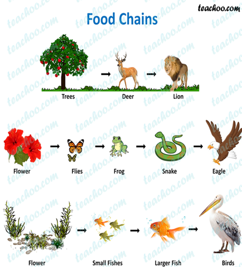 <ul><li><p>only 10% of the energy stored in an organism is passed to the next organism on the next trophic level</p></li></ul>