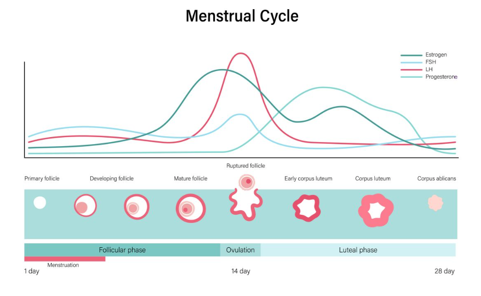 <p><strong><span>How Hormone Works Together (Menstrual Cycle Example)</span></strong></p>