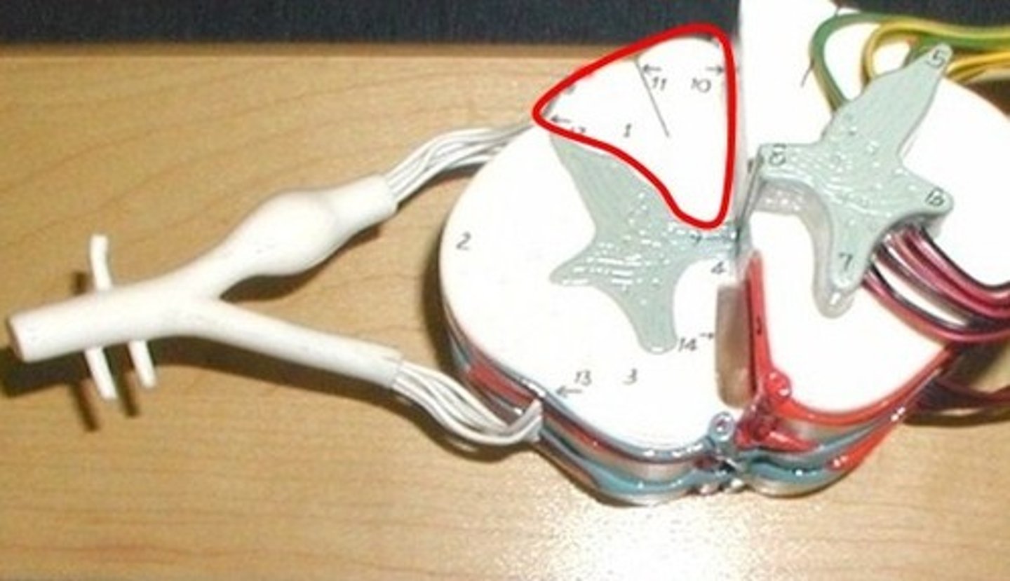 <p>White matter</p><p>sensory to the brain</p><p>fine touch and joint position (proprioception_</p>