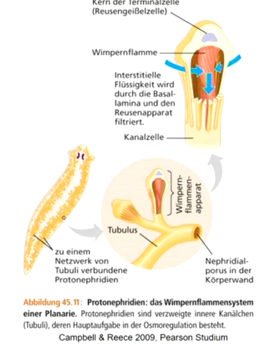 Die **Protonephridien** bilden ein Netzwerk aus blind geschlossenen Kanälchen, dienen der Regulation des Ionengehalts der interstitiellen Körperflüssigkeit (= **Osmoregulation**) und der **Exkretion**.

**Aufbau**: am Ende eines Kanals befinden sich Terminalzellen, die ein Cilienbündel (Wimpernflamme) besitzen, die in den Kanal hineinragen.

Das **Schlagen des Cilienbündels** erzeugt Unterdruck, durch gelösten Stoffen aus der interstitiellen Flüssigkeit in das Kanalsystem gelangt, Reusenapparat filtriert Zellen und Makromoleküle.

**Ableitung** u. Verarbeitung erfolgt in Kanälen; Ausleitung über Körperöffnungen.

Protonephridien sind typische Exkretionsorgane der Plathelminthes, Larven der Annelidae, u.a. relativ kleiner „Nichtwirbeltieren“ im Wasser