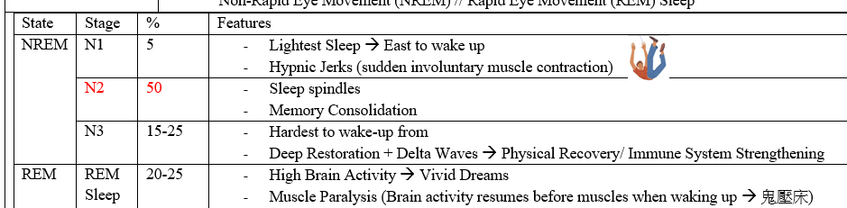 <ul><li><p>4-5 sleep cycles (90-120min each)</p></li><li><p>2 physiological stages: REM/ NREM</p></li></ul><p></p><p></p><p></p>