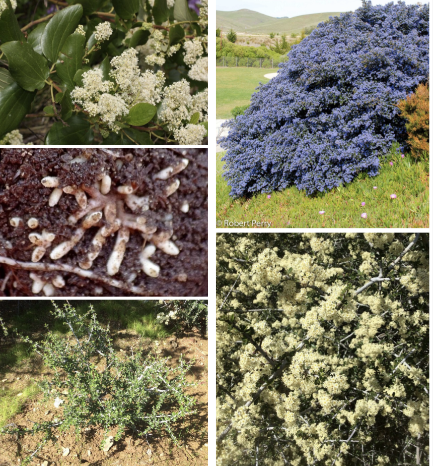 <p>Rhamnaceae</p>