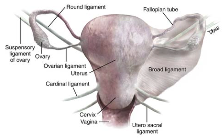 <ul><li><p>one of the two ligaments that <span style="color: yellow;"><strong><span>anchor the cervix</span></strong></span><strong> </strong>(only portion of uterus that is <strong>fixed</strong>/firmly supported)</p></li><li><p><span style="color: red;"><strong>attached at uterine isthmus</strong></span></p></li><li><p><span style="color: red;"><strong>extends posterolaterally</strong></span> <strong>from cervix </strong>and <strong>insert over sacrum</strong></p></li><li><p>“<span style="color: yellow;"><span>posterior portion of cardinal ligaments</span></span> that extends from cervix to sacrum”</p></li></ul><p></p>