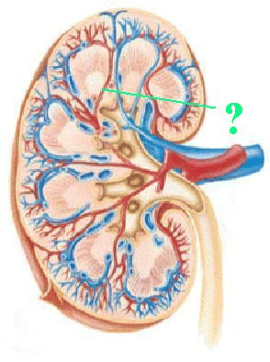 <p>Identify the indicated vessel.</p>