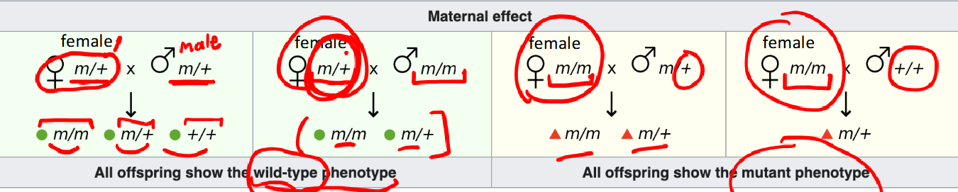 <p>mutant phenotypes of maternal-effect genes depend only on the genotype of the egg parent</p>