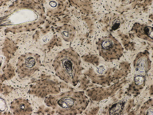 <p>Name the tissue </p>