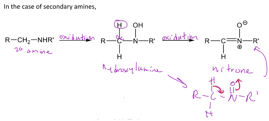 <p>When a 2° amine undergoes N-oxidation, it can form the hydroxylamine which can further be oxidized into the <em>nitroso</em> or it can be converted into a <em>nitrone</em></p>