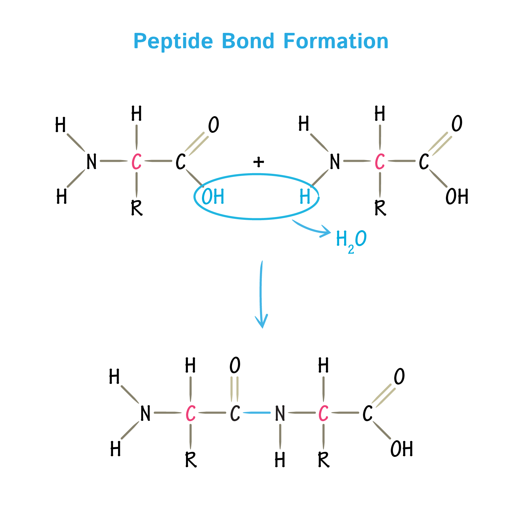 <p>condensation reaction between 2 amino acids to form a covalent peptide bond. </p>