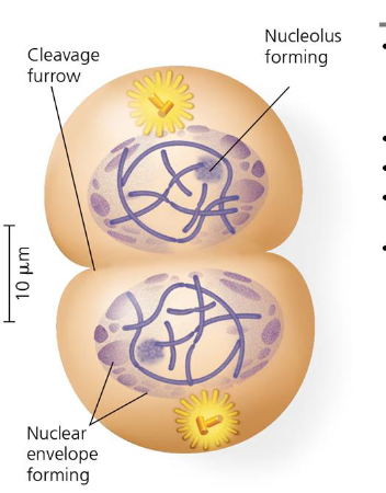 <p>chromosomes decondense, 2 new nuclear envelopes re-assemble</p><p>mitotic spindle disassembles</p><p>cytokinesis begins with contraction of the contractile ring</p>