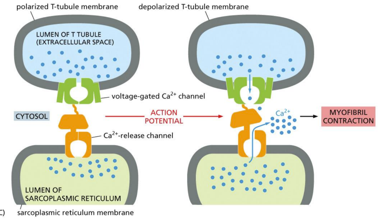 <p>What is the myosin-actin system</p>