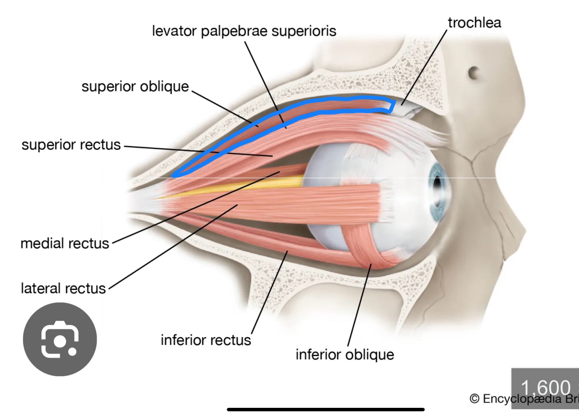 <p>What structure is this?</p>