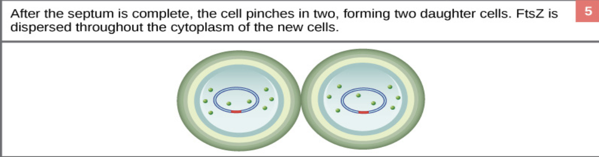 <ul><li><p>The septum finishes forming, dividing the cytoplasm and cell wall — now there are <strong>two identical daughter cells</strong></p></li></ul><p></p>