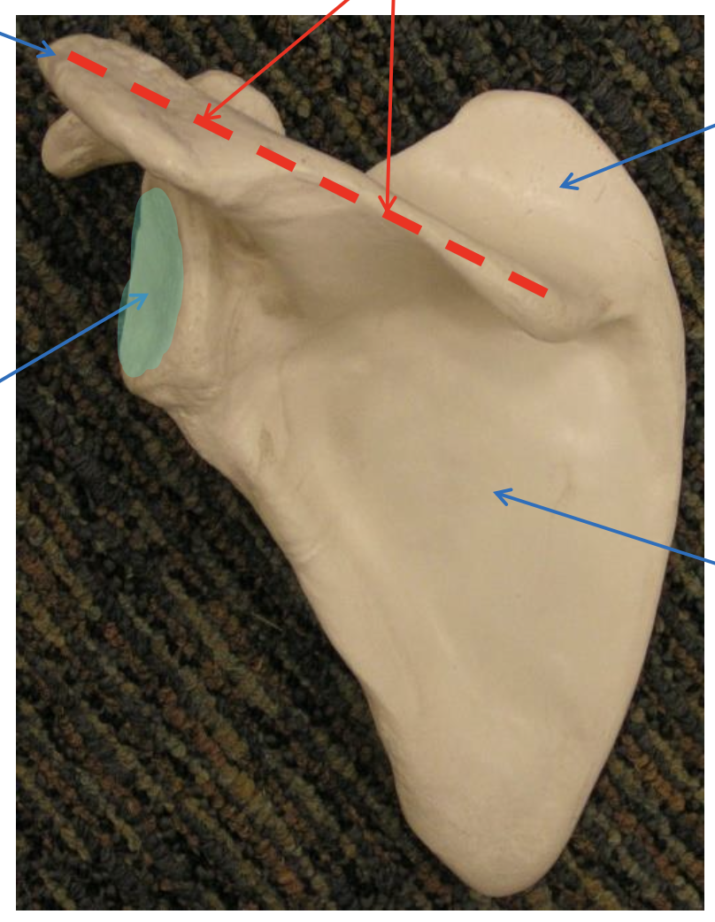 <p>Name the highlighted region.</p>