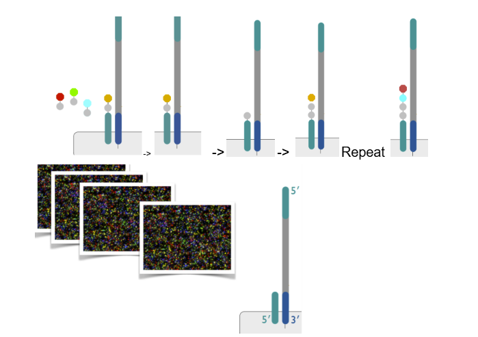 <p>1) fragment:</p><ul><li><p>randomly fragment MULTIPLE copies of the genome</p></li><li><p>attach adapters to both ends of the DNA fragments (adapters are short pieces of DNA aka “oligonucleotides”)</p></li></ul><p>2) isolate and amplify clones</p><ul><li><p>bind single DNA molecules to surface</p></li><li><p>adapters hybridize/bind to complementary oligo on lawn of flow cell (lawn of flow cell = surface of flow cell with small DNA fragments w/ oligonucleotides)</p></li><li><p>polymerase and dNTP make complement strand/primer strand</p></li><li><p>keep complement strand, get rid of original strand</p></li><li><p>do bridge amplification (where the complement strand forms a bridge on the lawn of the flow cell) → causing cluster generations to form (aka multiple copies for each complement DNA fragment)</p></li></ul><p>3) sequencing by synthesis</p><ul><li><p>add polymerase and use reversible terminator fluorescent dNTPs (can’t add anything to them, 3’ OH is <u>still present but blocked</u> BUT can be reversed back)</p><ul><li><p>4 of these reversible terminator fluorescent <u>dNTPs </u>flow in (prevent polymerase from attaching more bases)</p></li><li><p>polymerase will attach the appropriate complementary base <u>(aka will attach the structure of a 3’OH with the fluorophore and terminator)</u>, BUT will stop b/c other 3 fluorophores block the 3’ OH</p></li><li><p>take a picture of color of the first base added</p></li><li><p>remove the terminator and fluorophore, leaving behind the 3’ OH that is no longer blocked</p></li><li><p>repeat the whole process starting from adding 4 reversible terminator fluorescent dNTPs</p></li></ul></li></ul><p>(pictures are converted into a sequence)</p><img src="https://lh7-rt.googleusercontent.com/docsz/AD_4nXcZpAMQ-86YKbIYACss_-vQVFheeD09nfBy8ne79lzdkUMiN8pgEY1Do_fw2c0-6qXMUMXwlH2UiX9OLJ8MFy-RhKzJWF-bjJhciROOIde9J61WwUy08kn31aDExf_pSGwAi3wjBw?key=TxOjcKYwudZB5Pna5GgBYjsE" data-width="100%" data-align="center"><img src="https://lh7-rt.googleusercontent.com/docsz/AD_4nXcZ1FlW86dzx7YVHefk3T6zVJxVmGKjmyKhTLYBWIdHESW2LsJUQD562KmSGyC1y0yvAXmyyjTMmzOI7T2z8zsPiHo7kk9yKqekc3NDDATmqpQZzNulN_utptqHTBcjUh9IYbzMig?key=TxOjcKYwudZB5Pna5GgBYjsE" data-width="100%" data-align="center"><p></p>