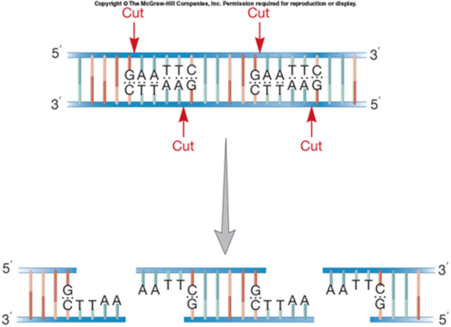<p>-each cut a specific sequence of DNA and create fragments of DNA</p><p>-Depending on how many cut sites there are in the whole DNA piece</p><p>*work in palindrome (sequence that reads the same forwards and backward)</p>