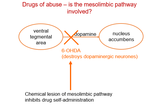 <p><strong>:</strong> It destroys dopamine-producing neurons between the VTA and nucleus accumbens, reducing dopamine transmission</p>