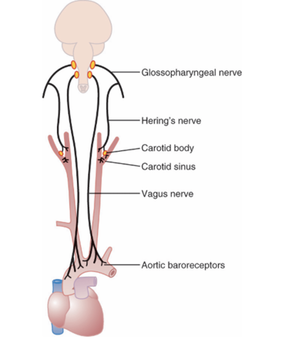<p>Where are signals from the carotid sinus in baroreceptors transmitted by and to? </p>