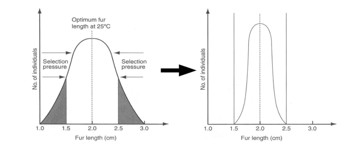 <p><strong>Describe stabilising selection</strong></p>