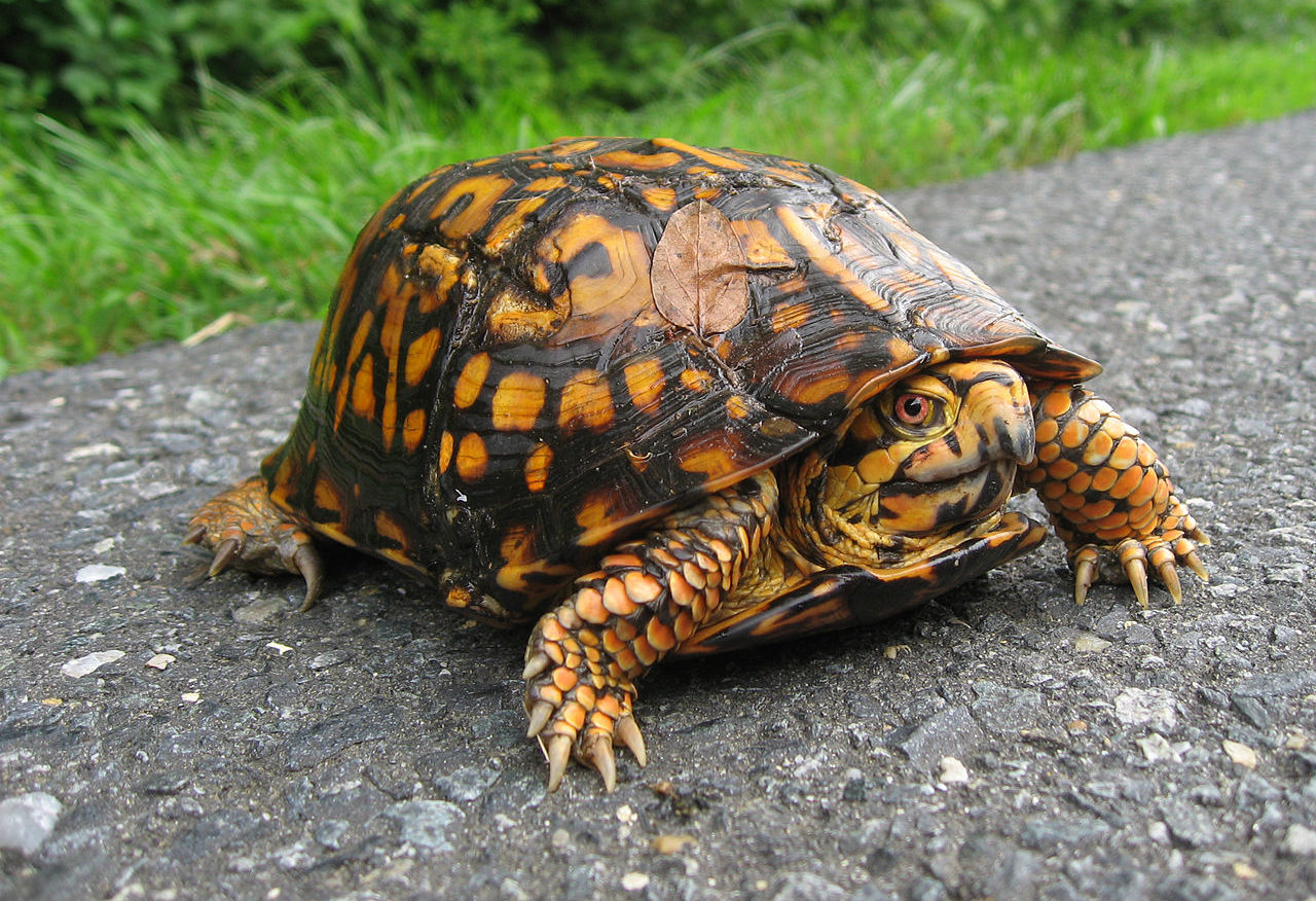 pond and box turtles (cryptodira)

\

1. plastrons like some species are hinged
2. red eared slider is invasive species